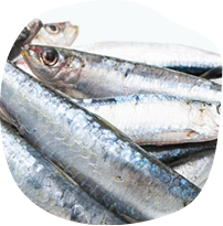 コエンザイムQ10